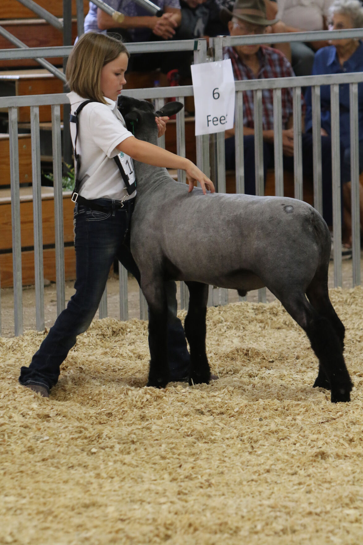 PHOTO: Sheep Show at Scotts Bluff County Fair